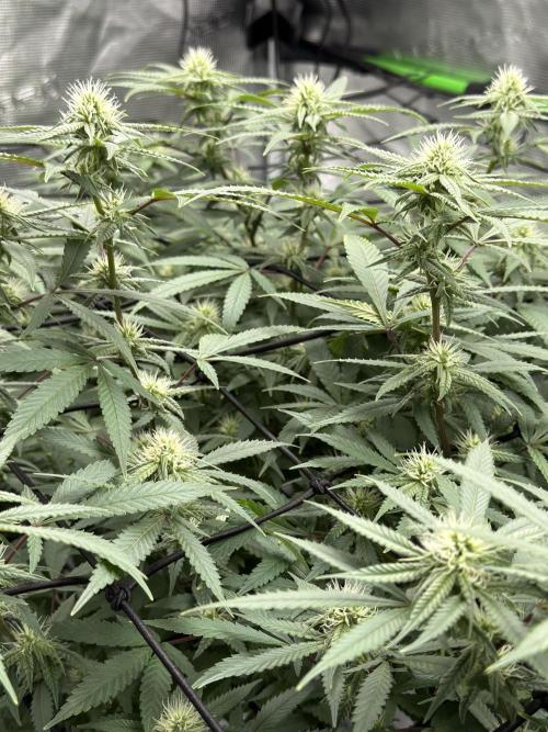 Blueberry muffin clone two. Week 13