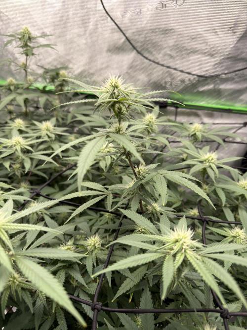 Blueberry muffin clone two. Week 13