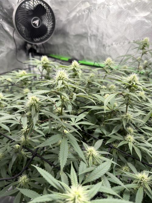 Blueberry muffin clone two. Week 13