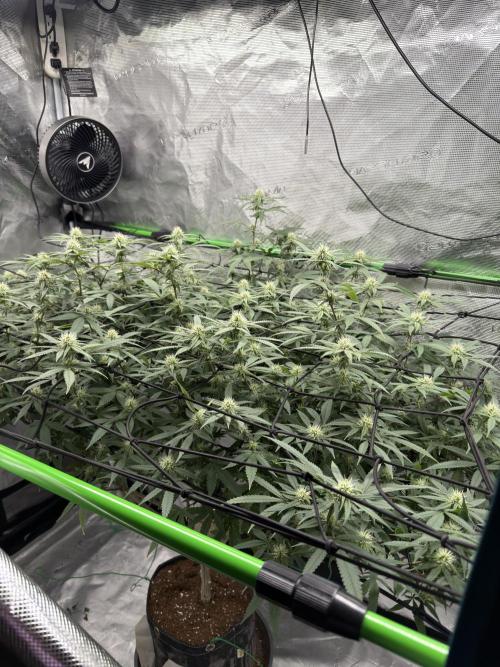 Blueberry muffin clone two. Week 13