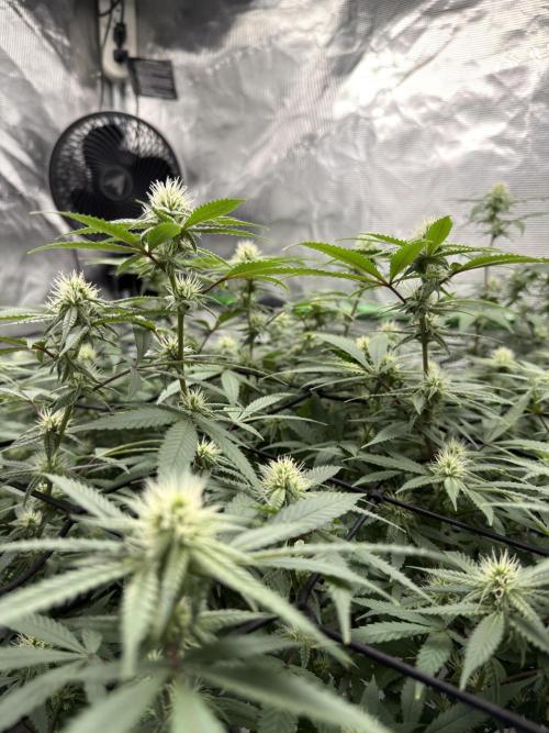 Blueberry muffin clone two. Week 13