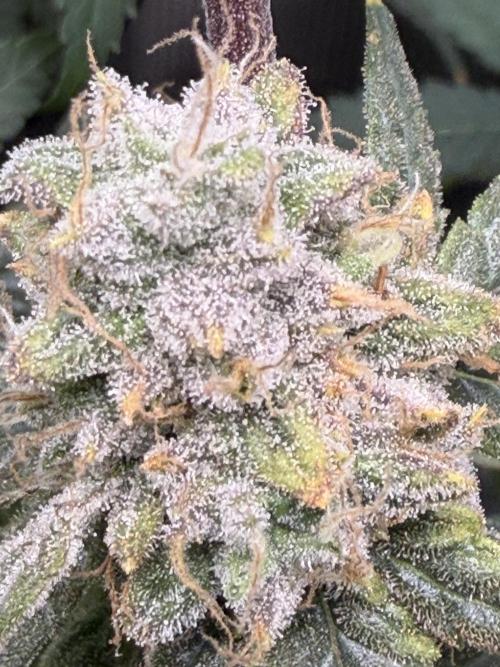 Blueberry Muffin. Week 8
