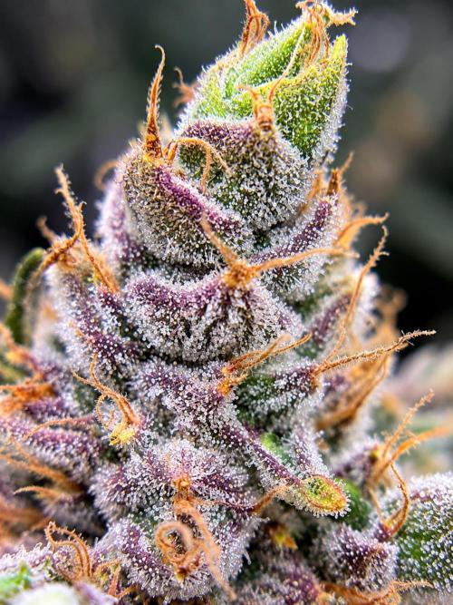 Blueberry Muffin clone 1. Week 8