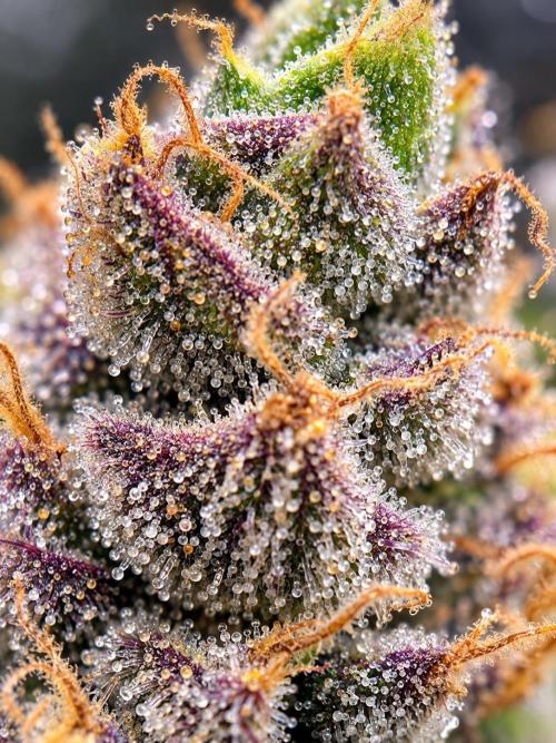 Blueberry Muffin. Week 8