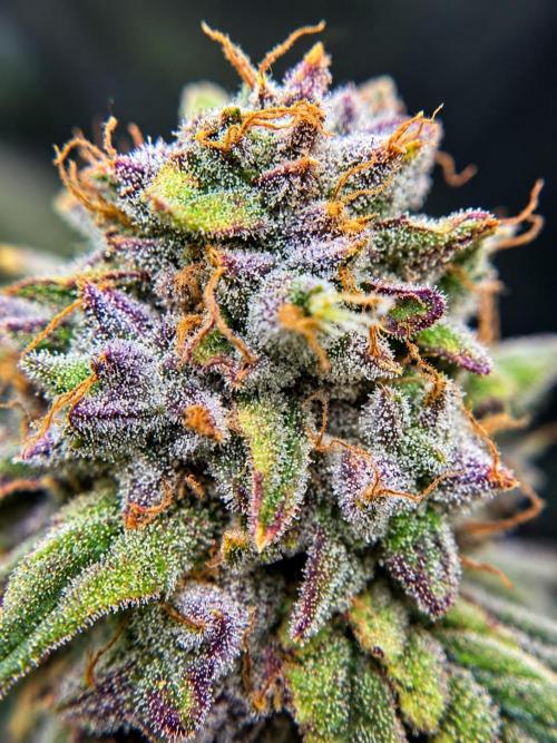 Blueberry Muffin. Week 8