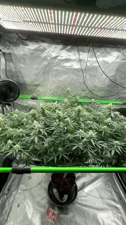 Blueberry muffin clone two