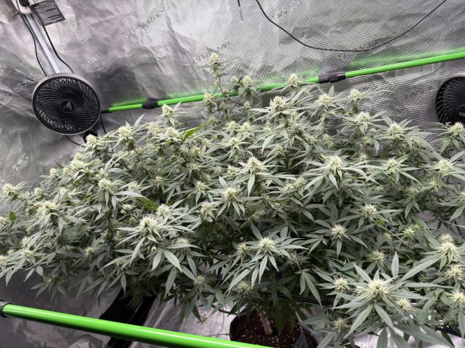 Blueberry muffin clone two. Week 14