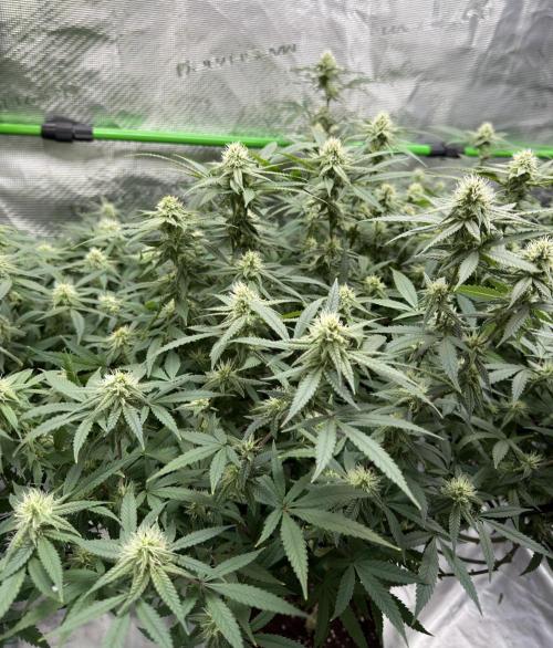 Blueberry muffin clone two. Week 14