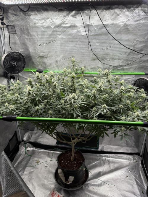 Blueberry muffin clone two. Week 14