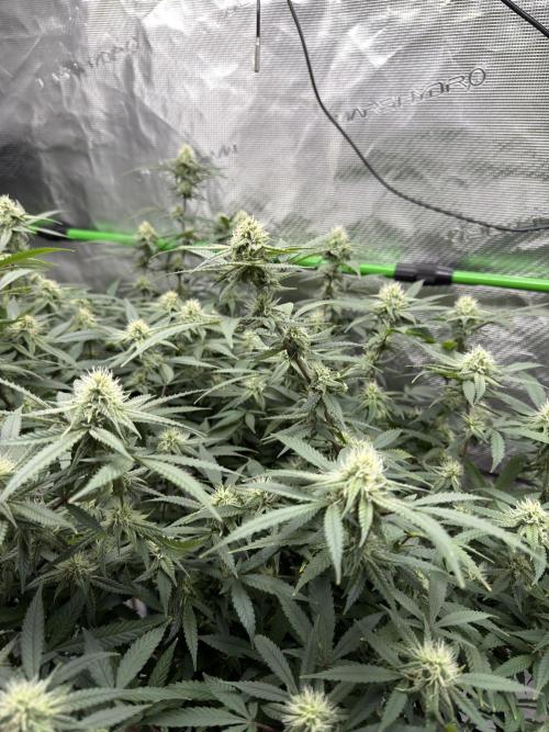 Blueberry Muffin. Week 14
