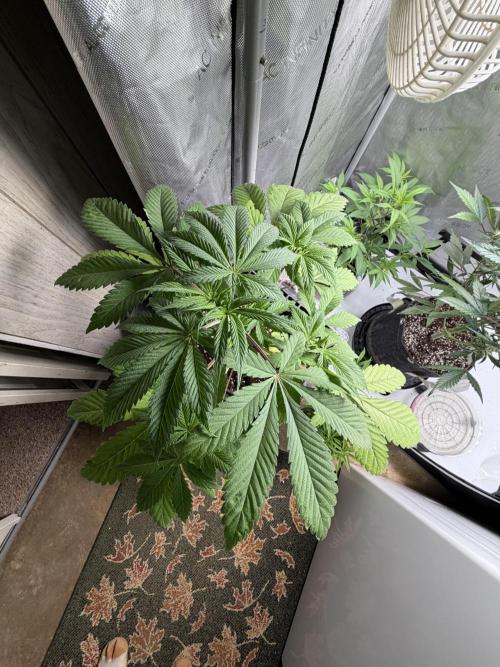 Lemongrass. Week 5