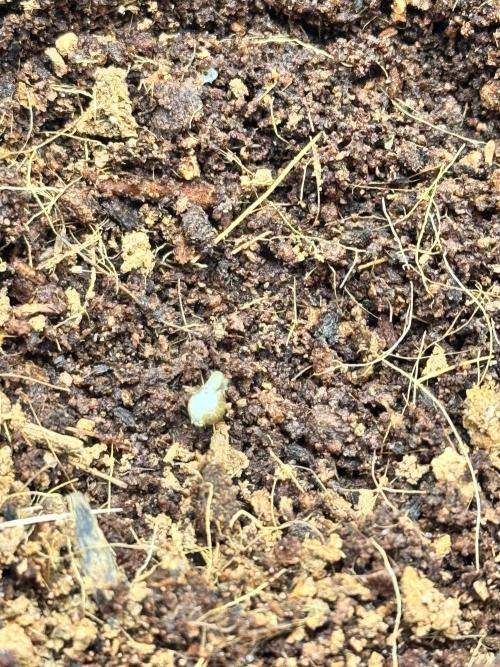 Uk Cheese Auto. Week 0 - Day 01: Seedling emerged and looks healthy.