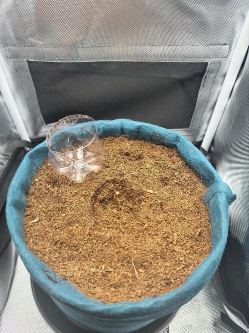 Uk Cheese Auto. Week 0 - Day 02: Early seedling growth progressing normally.