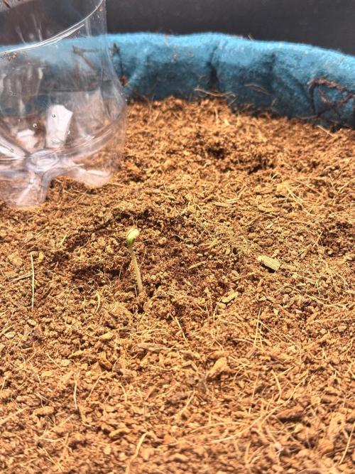 Uk Cheese Auto. Week 0