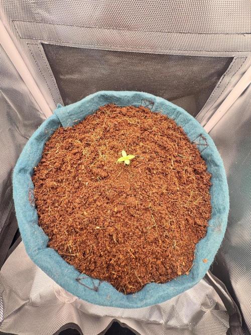 Uk Cheese Auto. Week 0 - Day 03: First leaves developing; plant looks healthy.
