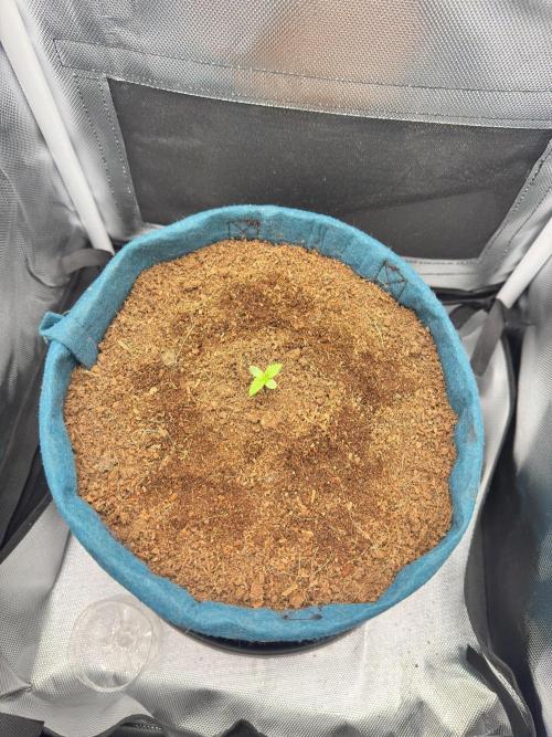 Uk Cheese Auto. Week 0