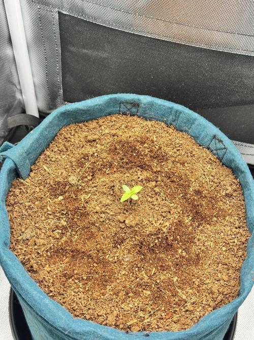 Uk Cheese Auto. Week 0