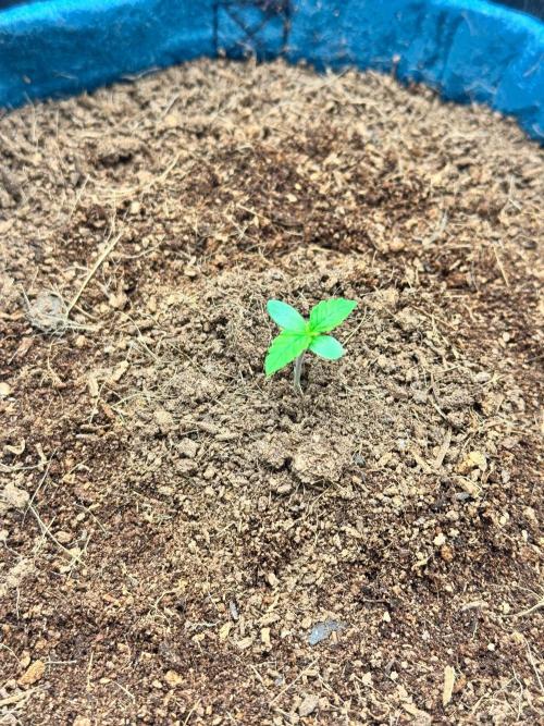 Uk Cheese Auto. Week 0 - Day 04: Seedling continuing to develop well. First leaves are visible.