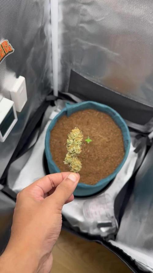 Uk Cheese Auto