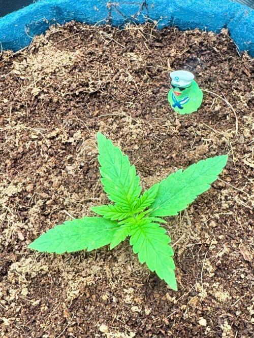 Uk Cheese Auto. Week 1 - Day 06