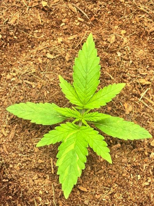 Uk Cheese Auto. Week 1 - Day 09