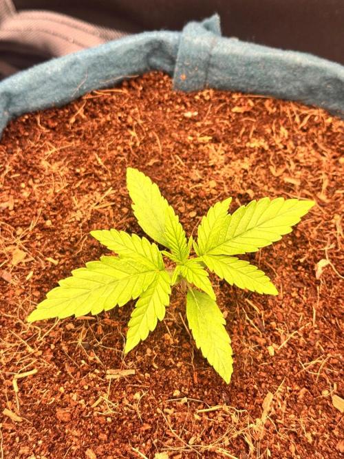 Uk Cheese Auto. Week 1