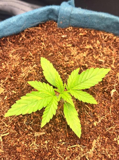 Uk Cheese Auto. Week 1 - Day 10