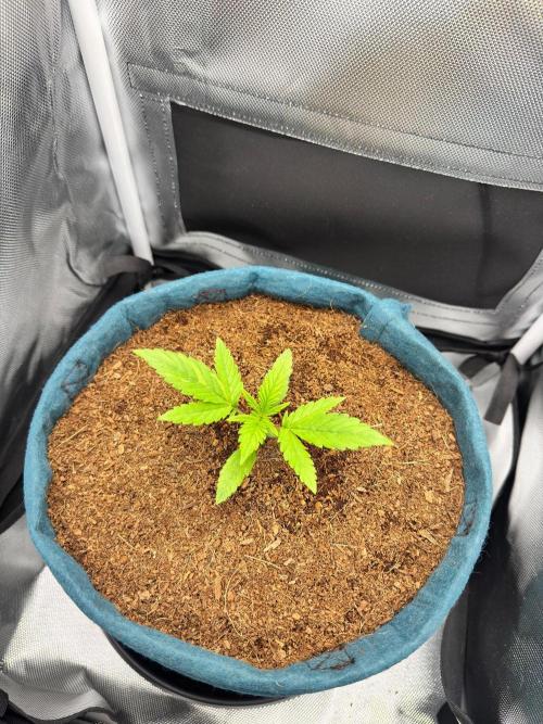 Uk Cheese Auto. Week 1