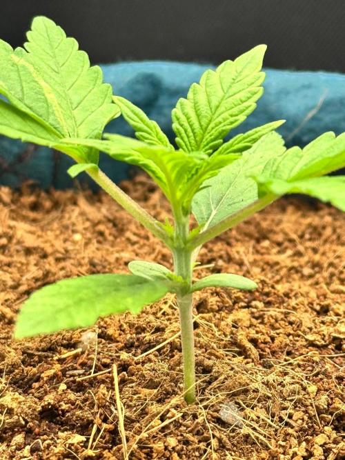 Uk Cheese Auto. Week 1 - Day 14