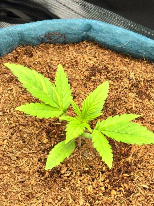 Uk Cheese Auto. Week 1