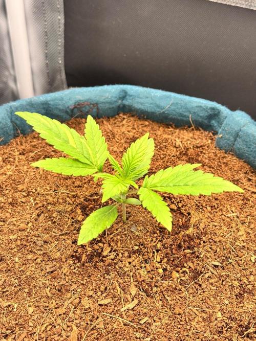 Uk Cheese Auto. Week 1 - Day 11