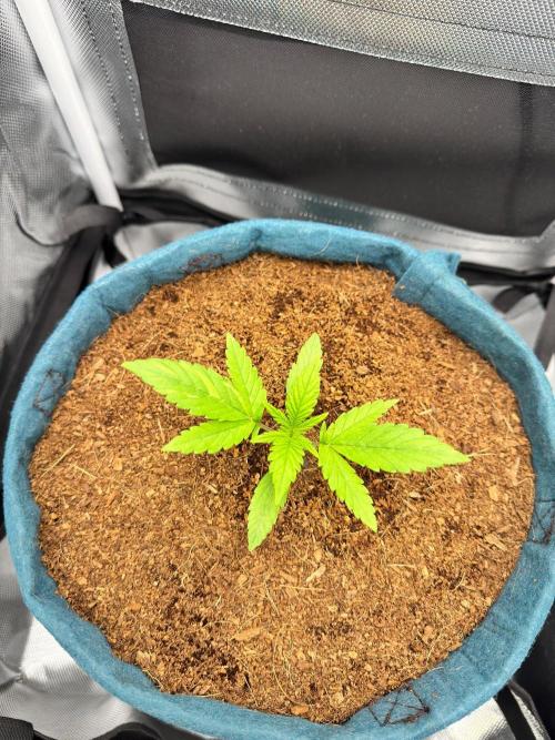 Uk Cheese Auto. Week 1