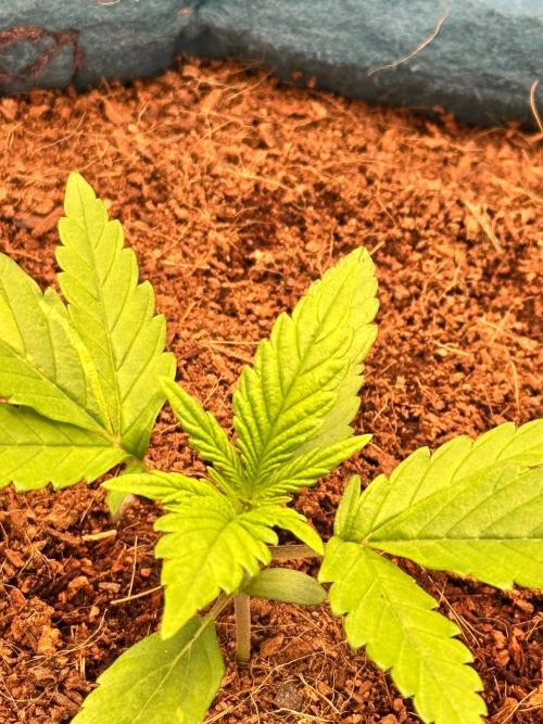 Uk Cheese Auto. Week 1 - Day 14