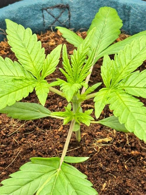 Uk Cheese Auto. Week 2 - Day 17