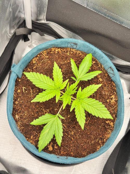 Uk Cheese Auto. Week 2