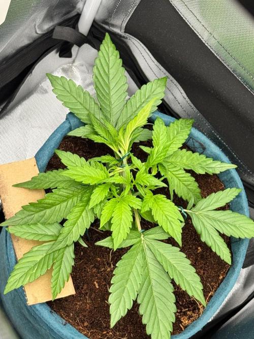 Uk Cheese Auto. Week 3
