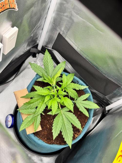 Uk Cheese Auto. Week 3 - Day 19