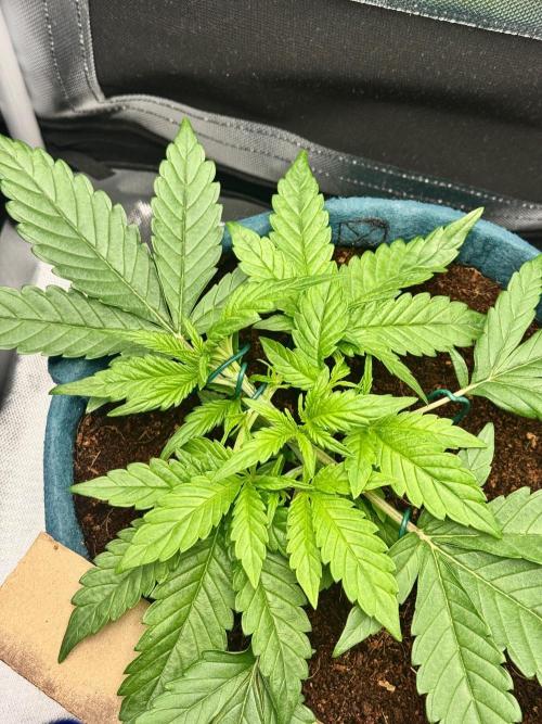 Uk Cheese Auto. Week 3 - Day 20