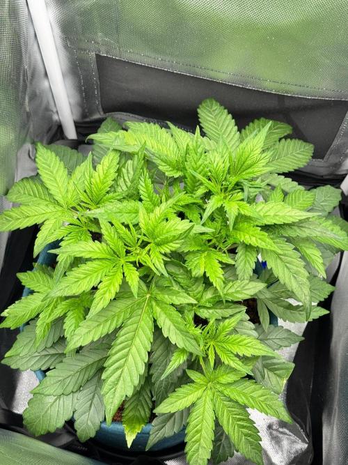 Uk Cheese Auto. Week 3 - Day 24