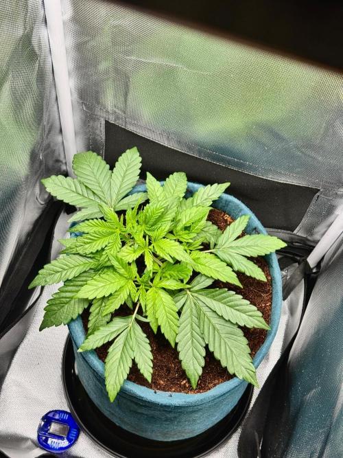 Uk Cheese Auto. Week 3