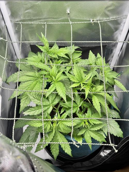 UK Cheese Auto. Week 3