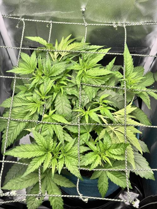 Uk Cheese Auto. Week 4