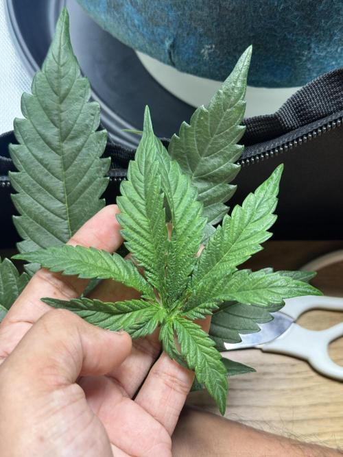 Uk Cheese Auto. Week 4