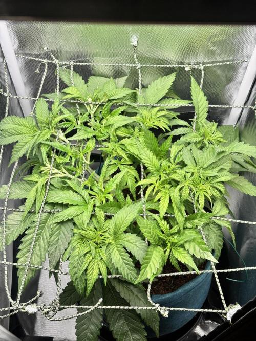 Uk Cheese Auto. Week 4