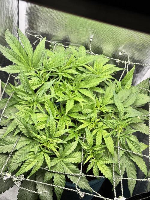 Uk Cheese Auto. Week 4