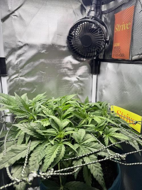 Uk Cheese Auto. Week 4