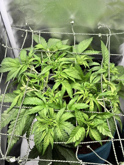 Uk Cheese Auto. Week 4