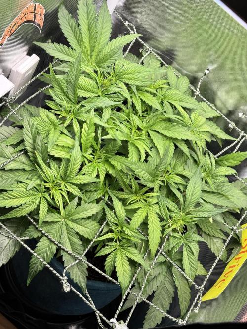 UK Cheese Auto. Week 4