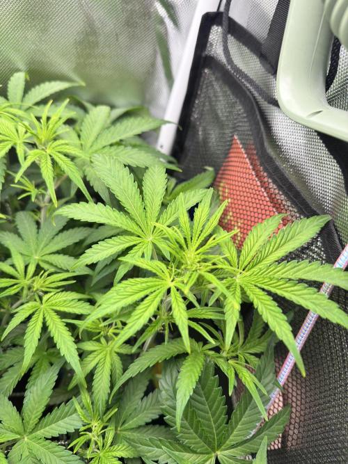 GrowerfromSrilanka