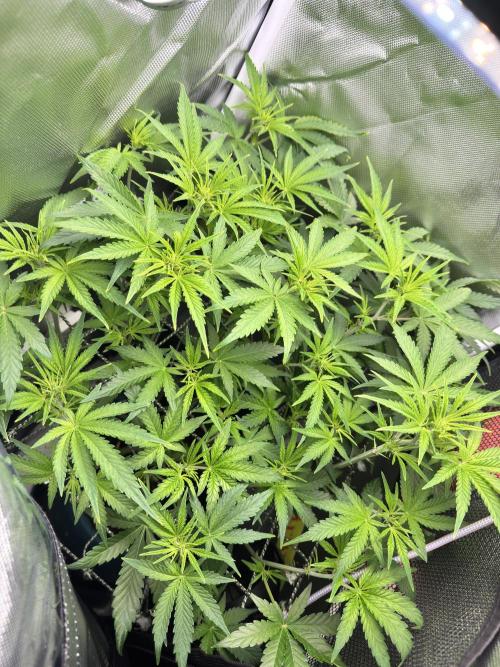 GrowerfromSrilanka
